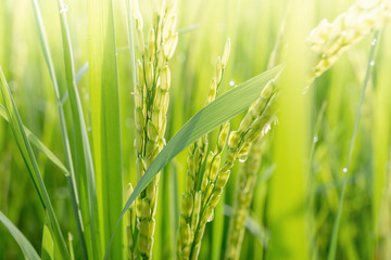 Close up of green paddy rice.