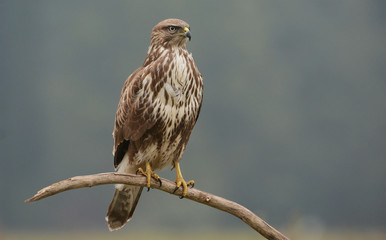 Common buzzard (buteo buteo)