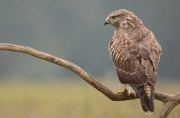 Common buzzard (buteo buteo)