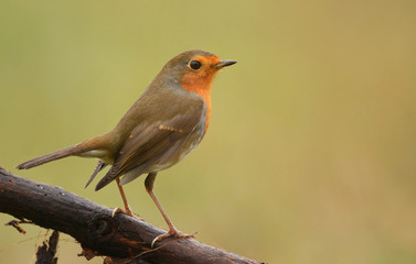 European Robin (Erithacus rubecula)