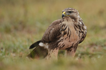 Obraz premium Common buzzard (buteo buteo)