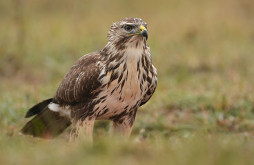 Obraz premium Common buzzard (buteo buteo)