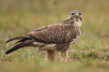 Common buzzard (buteo buteo)