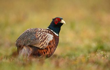 Ringneck Pheasant (Phasianus colchicus)