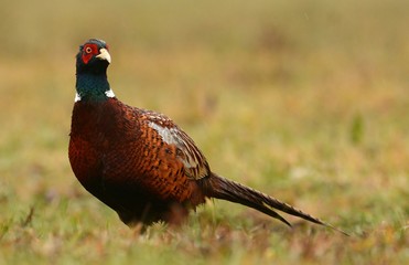 Ringneck Pheasant (Phasianus colchicus)
