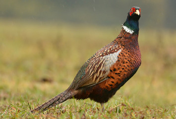 Ringneck Pheasant (Phasianus colchicus)