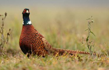 Ringneck Pheasant (Phasianus colchicus)