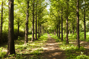 Obraz premium woodland path 