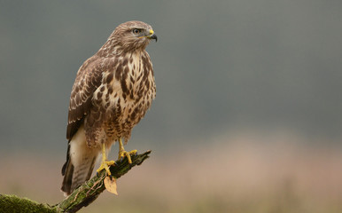 Common buzzard (buteo buteo)