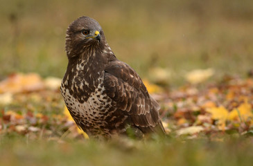 Common buzzard (buteo buteo)