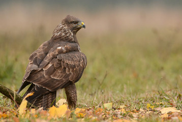 Common buzzard (buteo buteo)