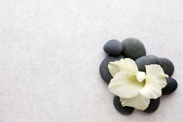 Fototapeta na wymiar Spa stones with flower on light background