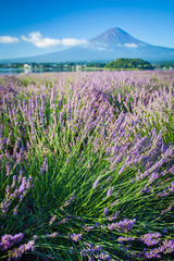 Fototapeta na wymiar The purple color of lavender and Mountain Fuji in background near the shoreline of The Lake Kawaguchiko