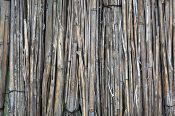 Background of aged dry reeds