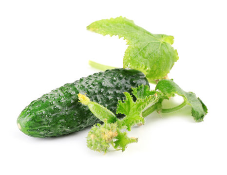 Cucumber with leafs isolated on white background