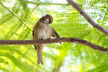 Eurasian Tree Sparrow perching on tree with green background