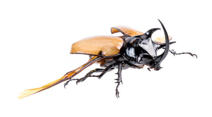 Golden five horned rhino beetle