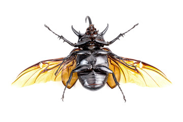 Golden five horned rhino beetle
