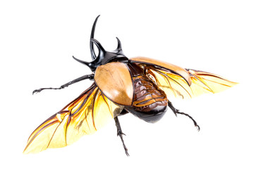 Golden five horned rhino beetle