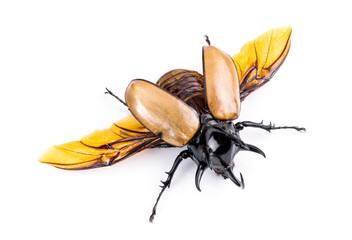 Golden five horned rhino beetle