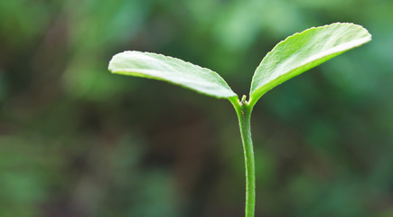 Fototapeta premium plants are started emerging in abundance on the crack of the remains stumps.