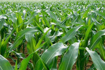 Obraz premium Cornfield