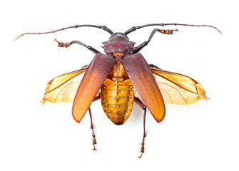 brown scarab beetle
