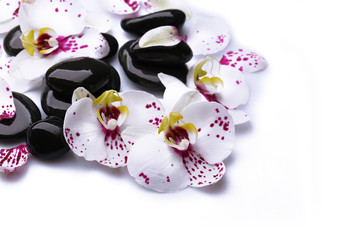 Orchid and zen stones on white background close-up