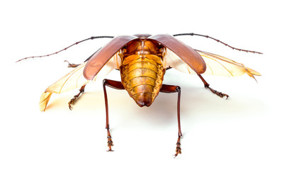 brown scarab beetle