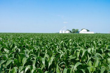 Corn Field