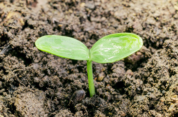 Young sprout