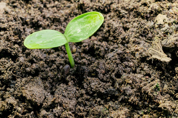 Young sprout