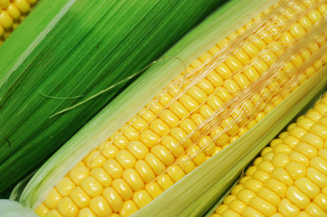 fresh corn