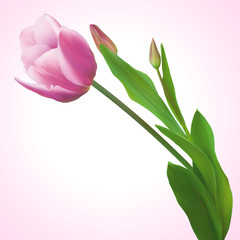photorealistic pink tulips on a pink background, vector illustration