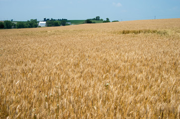 Wheat Field