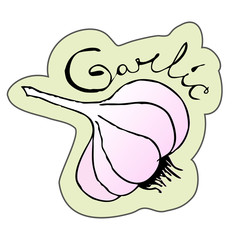 Vector illustration of garlic.