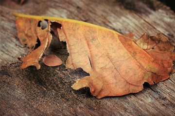 dries leaves