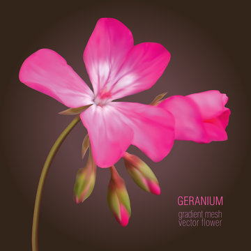 photorealistic pink geranium on a brown background, vector illustration
