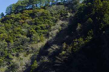 春の山影