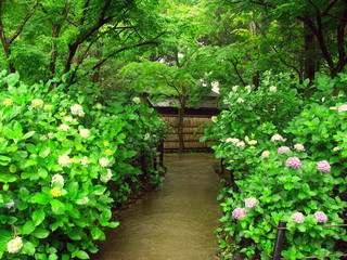 雨の日の紫陽花咲く風景