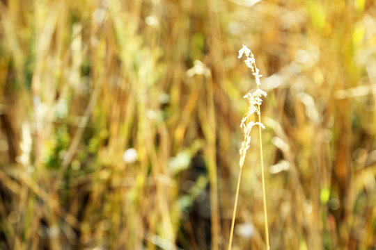 Dry grass background