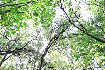 Fototapeta premium Trees in the forest