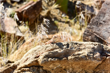 Mimetic lizard at Petrified Forest, Khorixas, Namibia