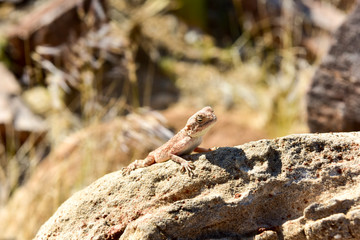 Mimetic lizard at Petrified Forest, Khorixas, Namibia