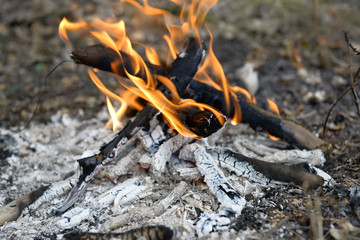 Campfire in the wood