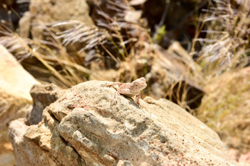 Mimetic lizard at Petrified Forest, Khorixas, Namibia