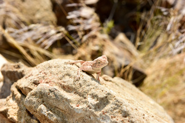 Mimetic lizard at Petrified Forest, Khorixas, Namibia