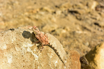 Mimetic lizard at Petrified Forest, Khorixas, Namibia