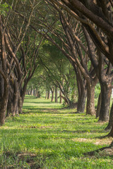 natural way with Samanea saman, Big rain tree