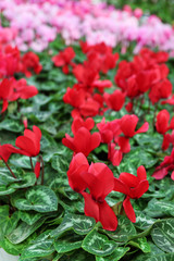 Winter flowers: cyclamen flowers in greenhouse, close-up